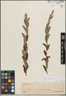 Foto von Salix repens subsp. incubacea (L.) A. Neumann